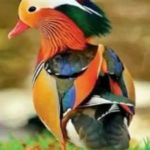 Meet your Posher, Lherisson